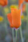 California Close-up of California poppy Art Print